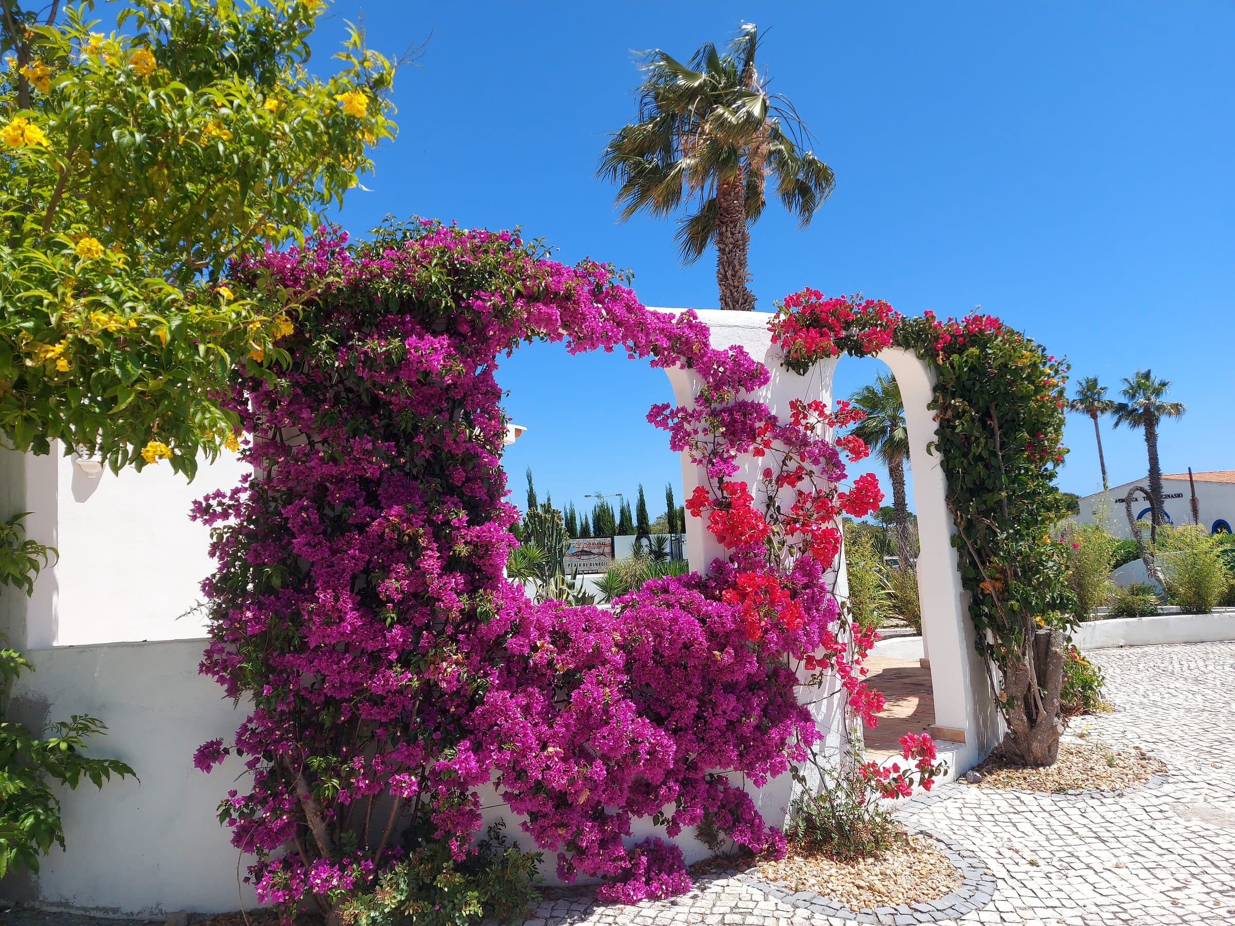 A white archway framed by magenta and red bougainvillea
