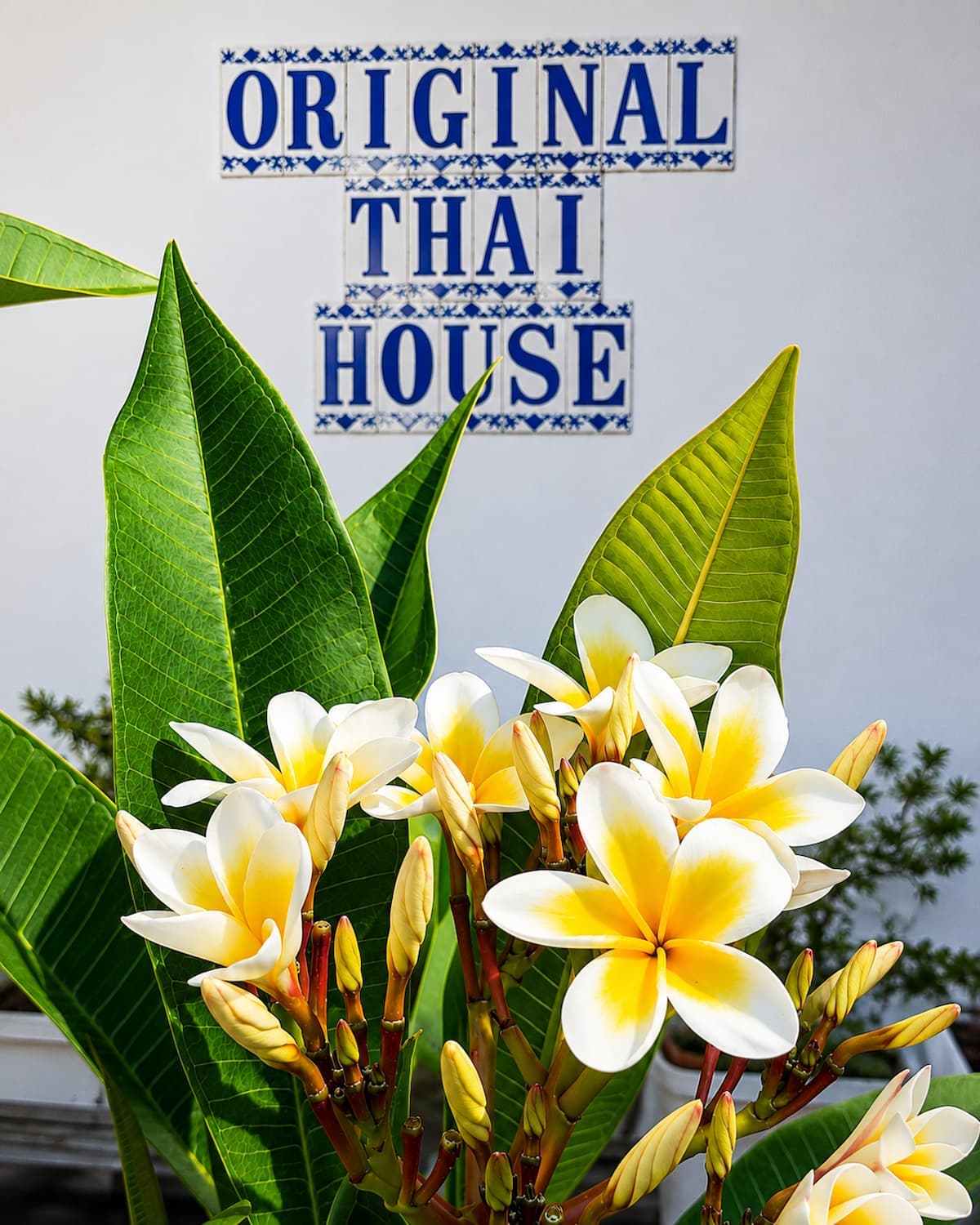 Wilaiwan Khamdee, founder of Original Thai House